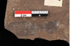 Foto (Detailansicht) von Pinus praepumilio Ettingshausen (NHMW-GEO-2024-0188-0264)